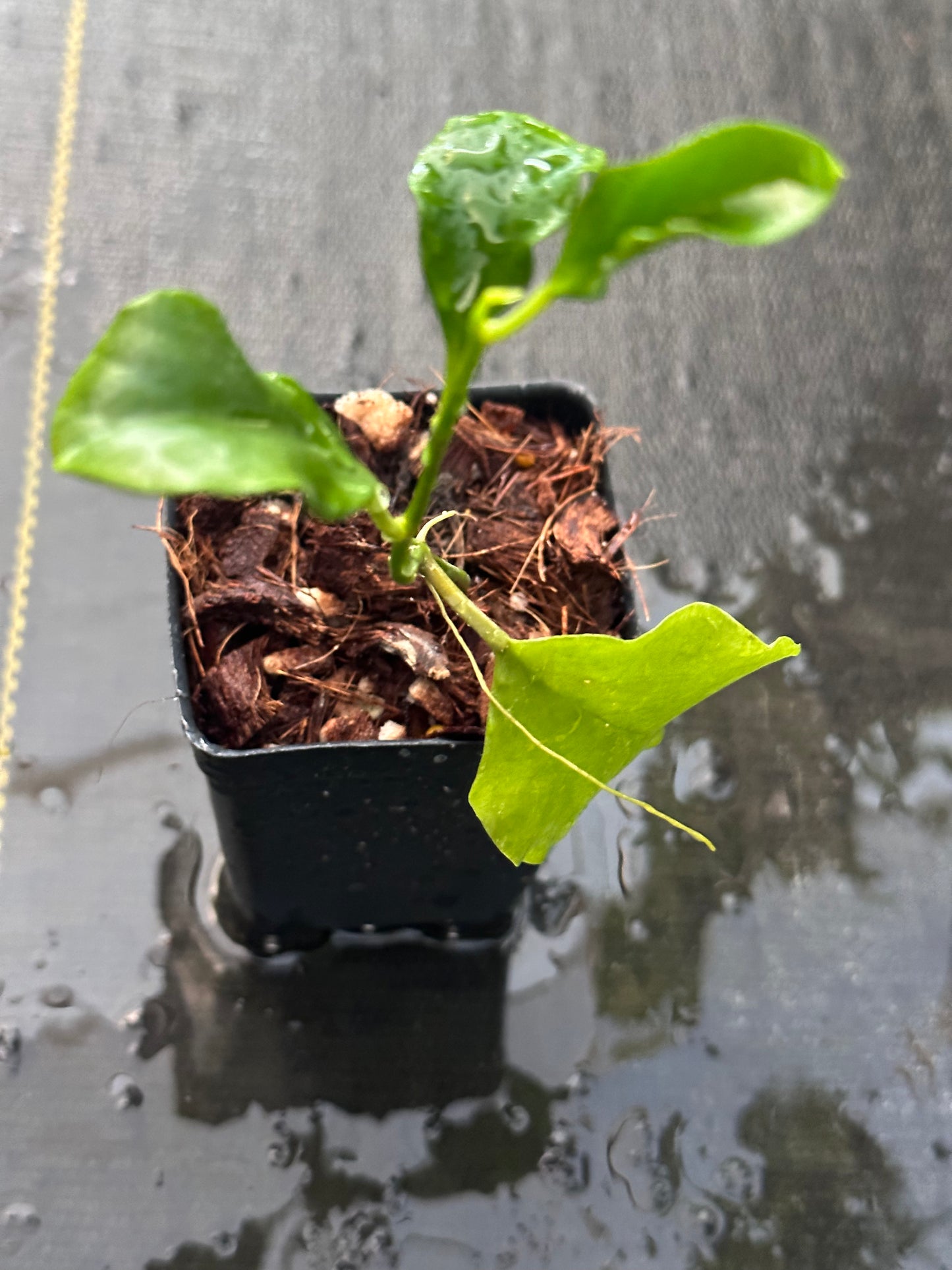 Dischidia sp. (big leaf)