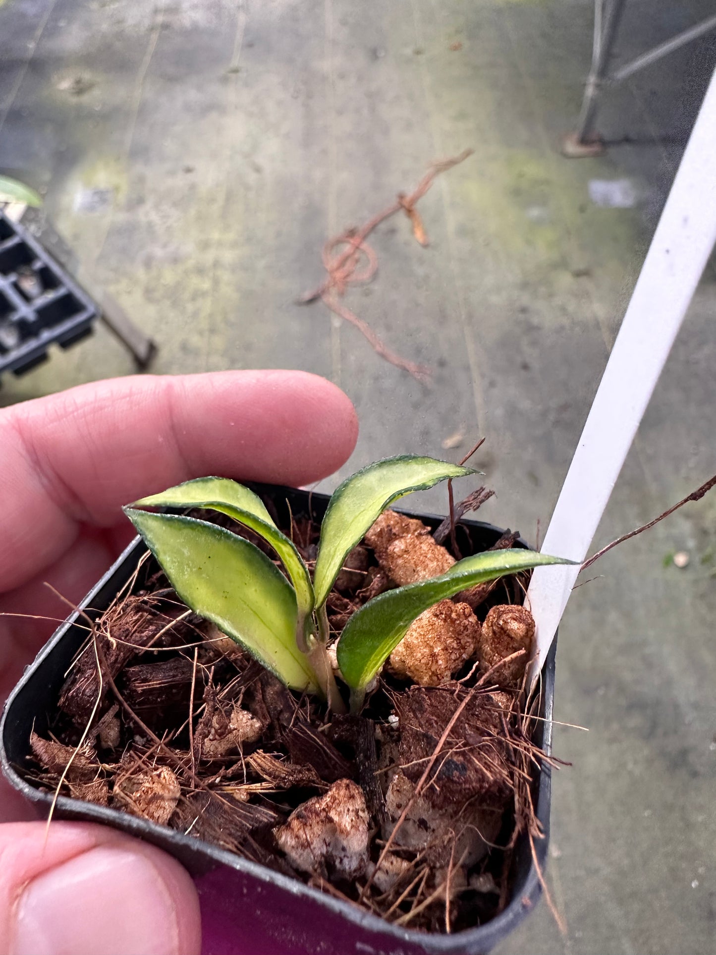 Hoya lacunosa ‘Souma’