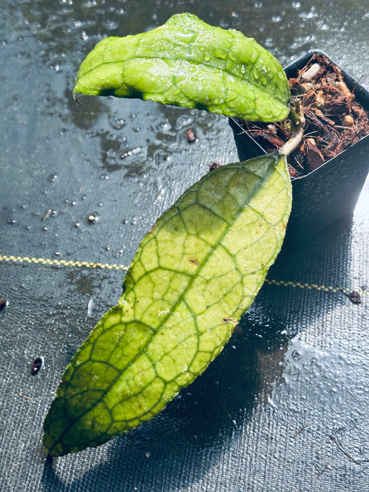 Hoya clemensiorum (wavy edge)