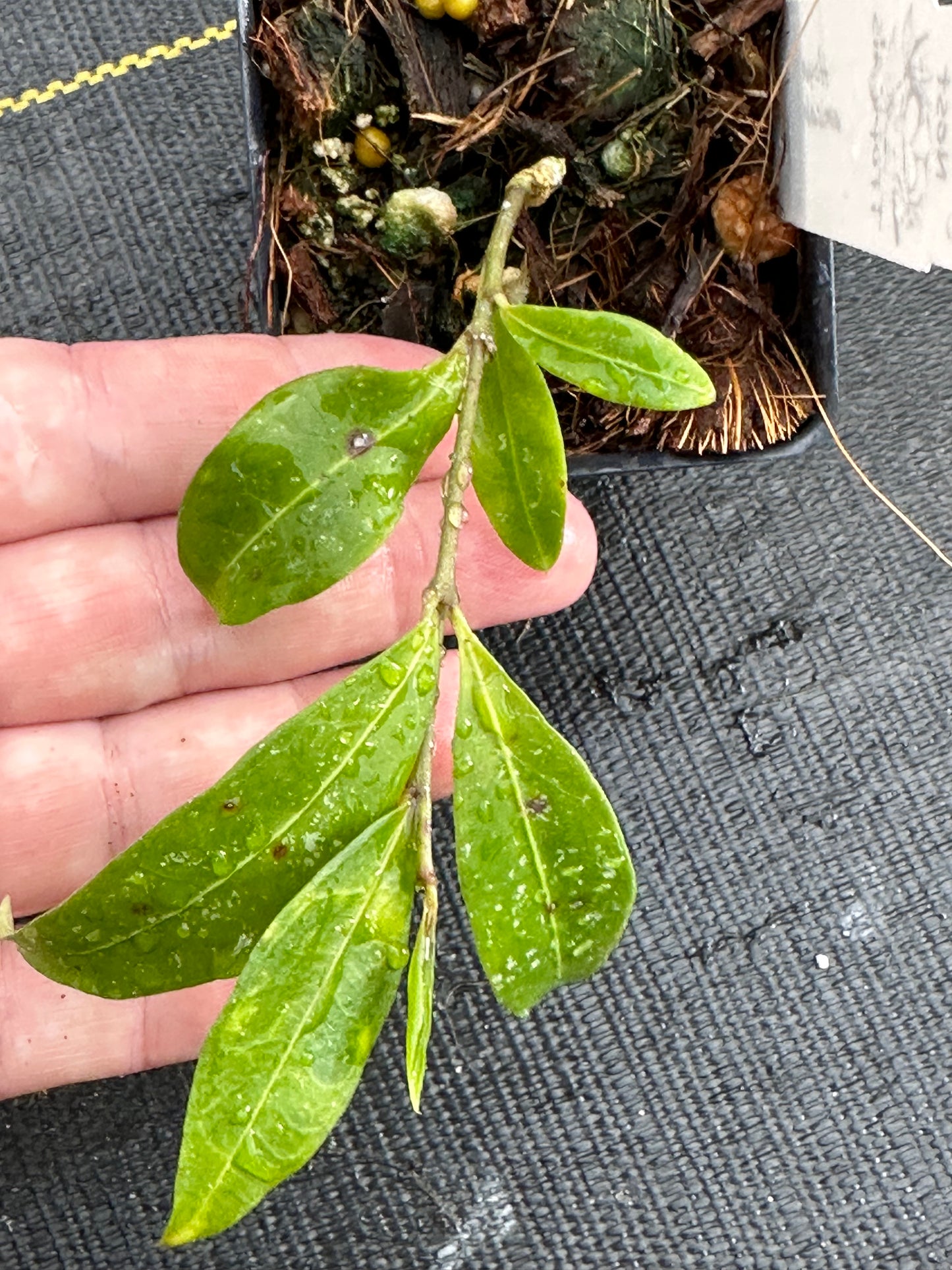 Hoya amicabilis