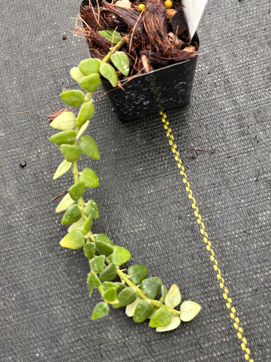 Hoya chinghungensis