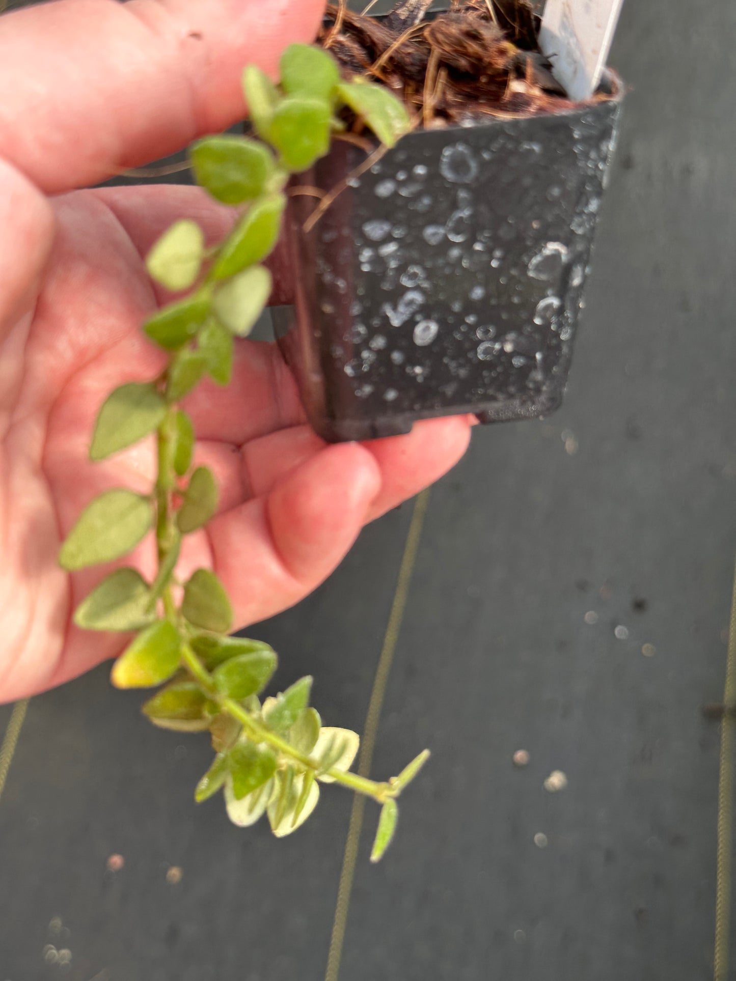 Hoya chinghungensis