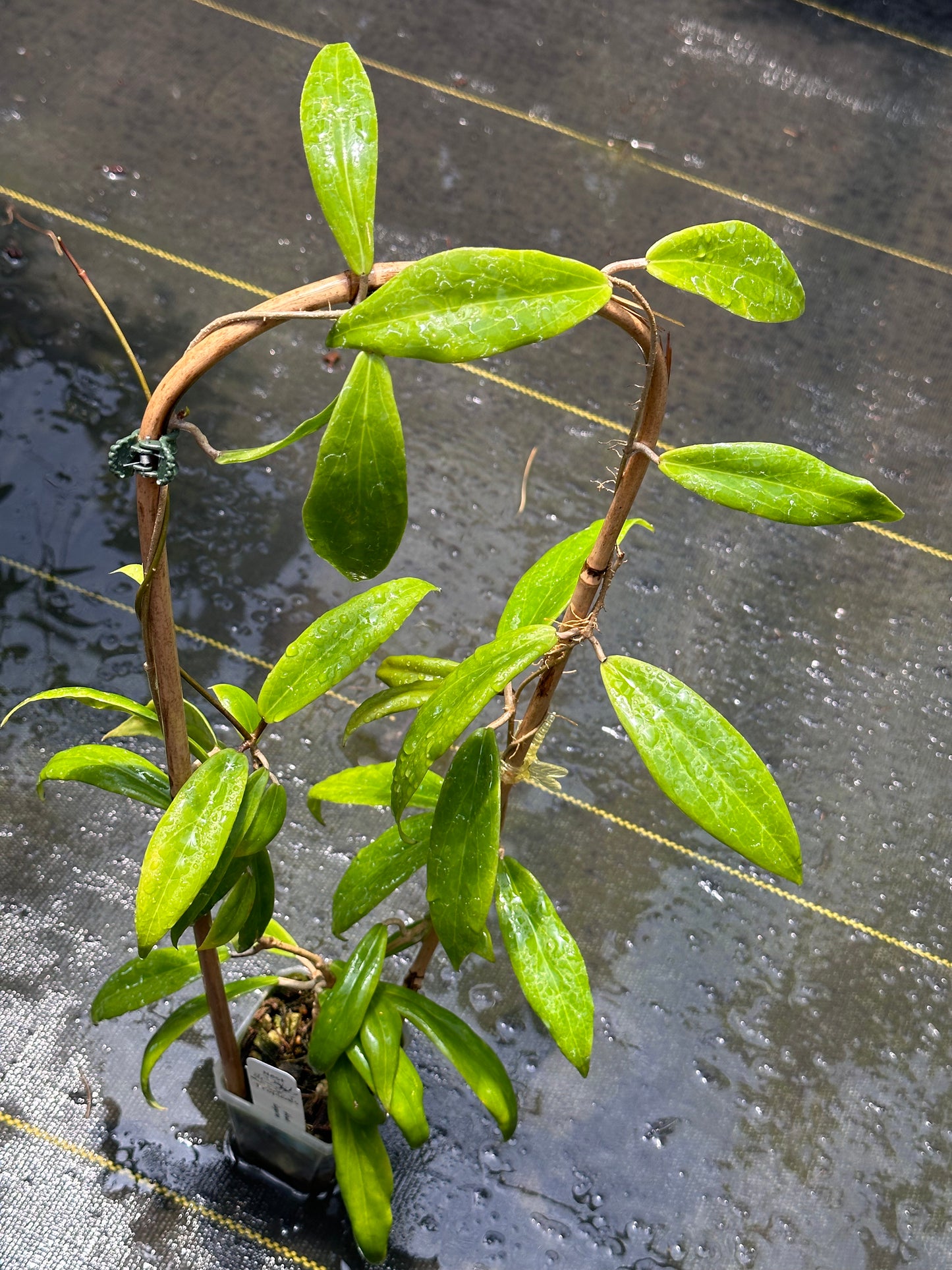 Hoya ilagorium (red) - Trellised