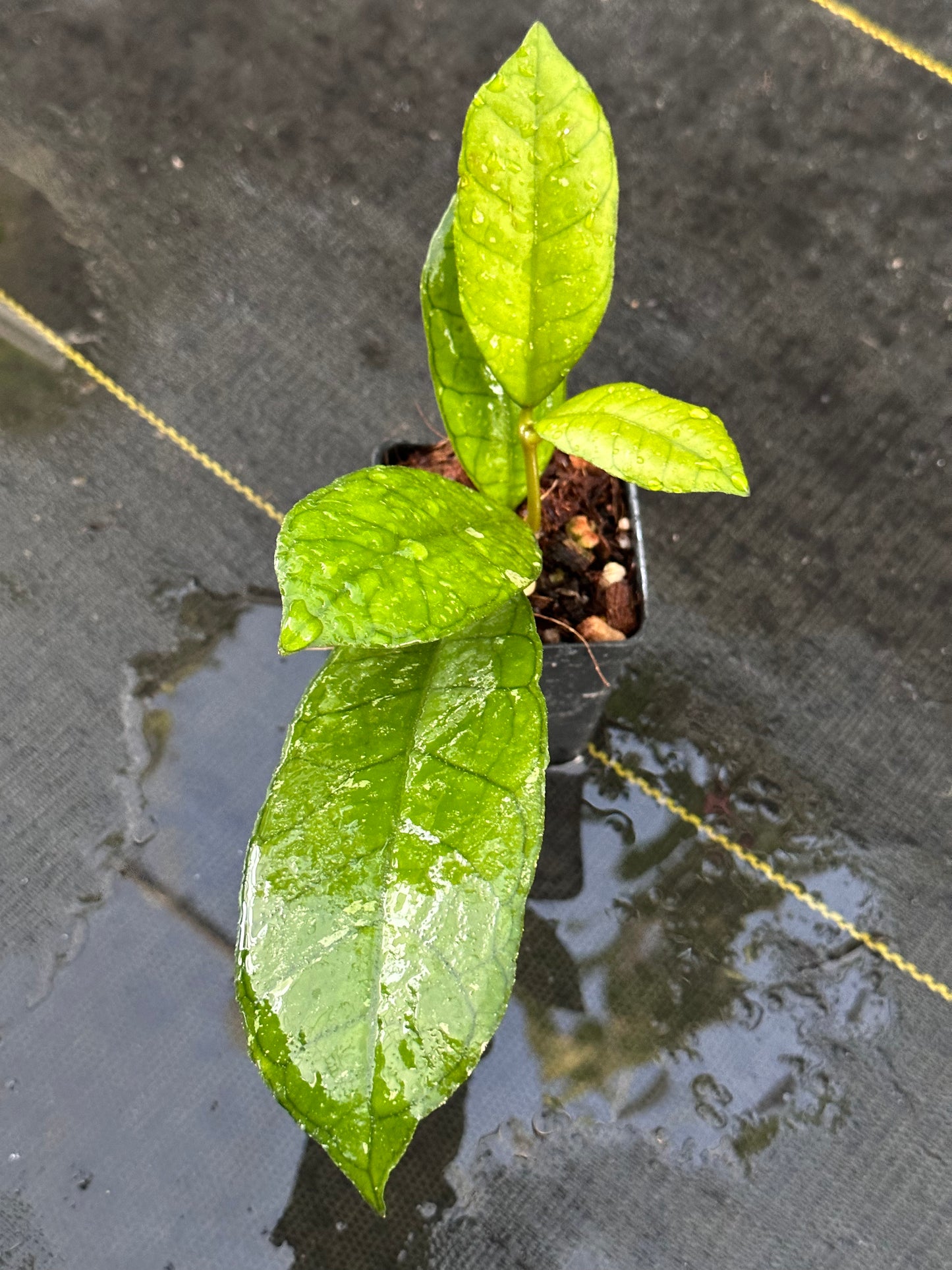 Hoya finlaysonii ‘Orabella’