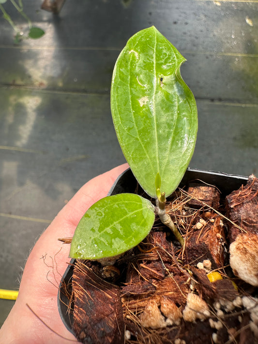 Hoya NR02