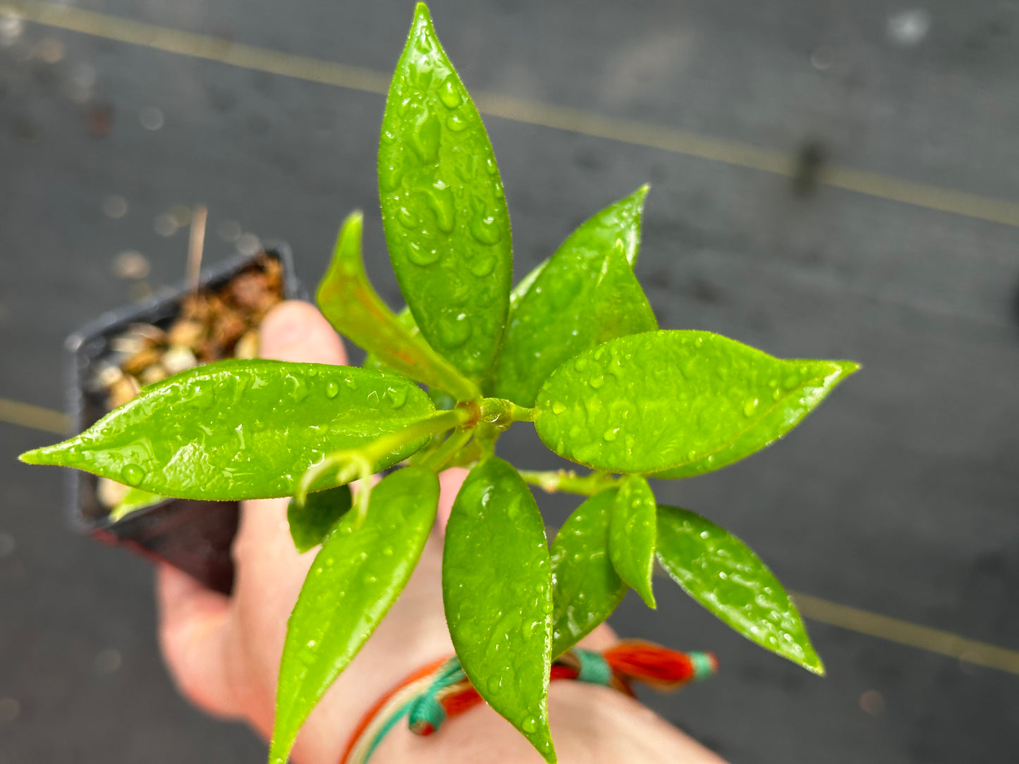 Hoya australis ssp. rupicola