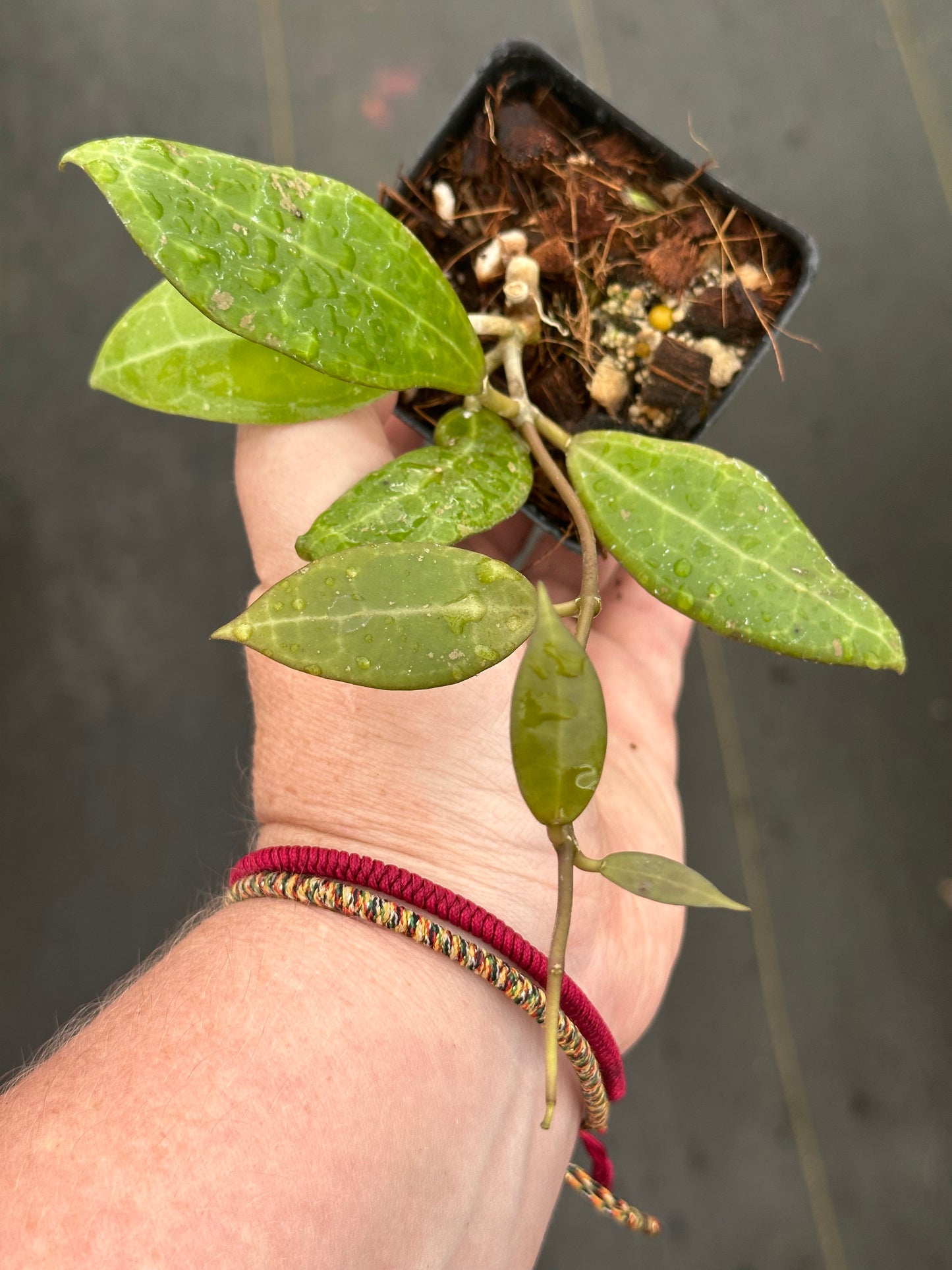 Hoya tomataensis