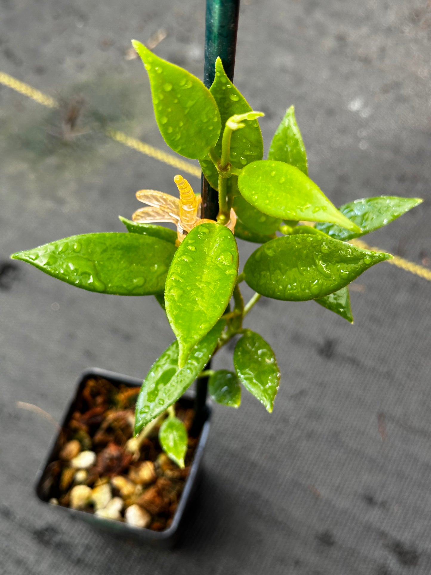 Hoya australis ssp. rupicola