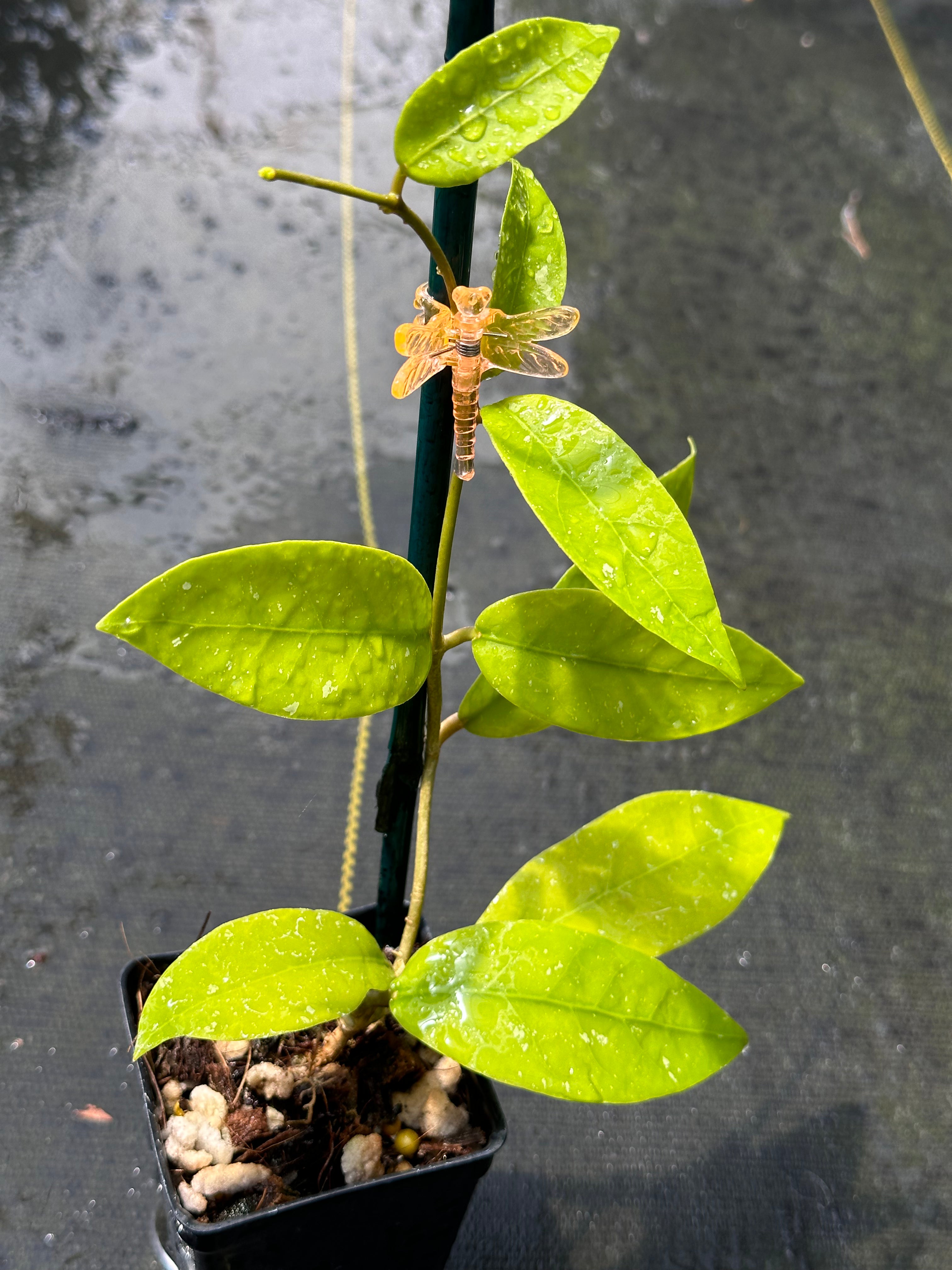 Hoya NAP 04 sp. Indonesia – Nest Tropicals