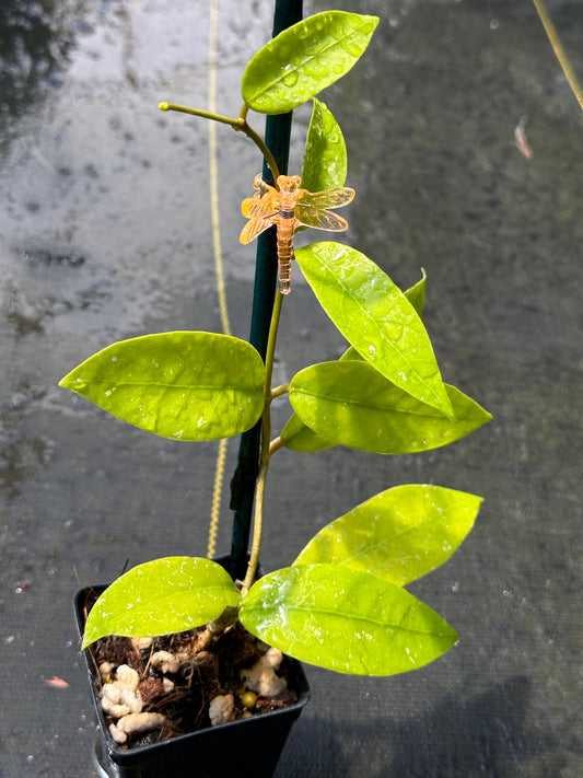 Hoya NAP 04 sp. Indonesia