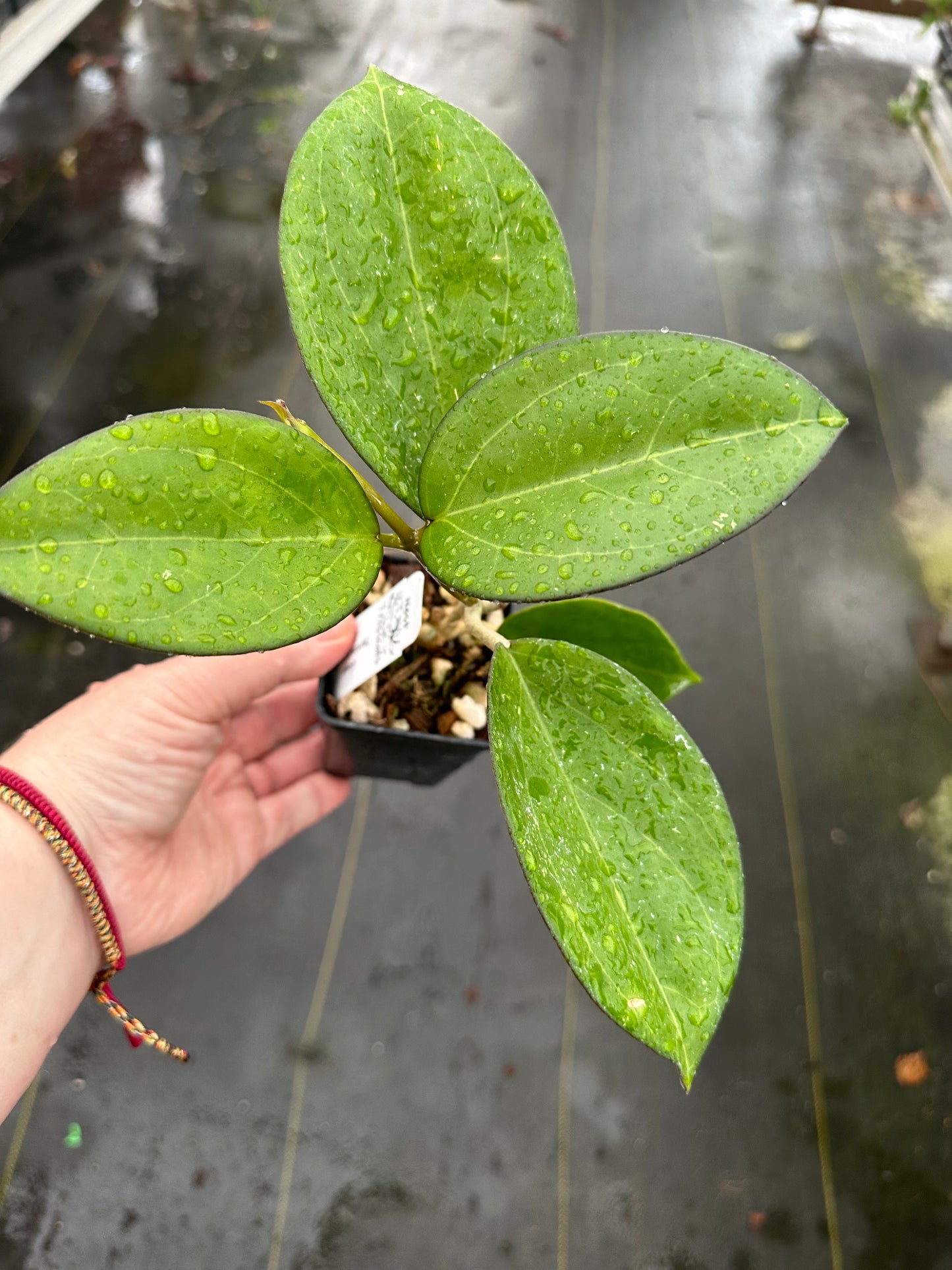 Hoya ‘Patcharawalai 023’