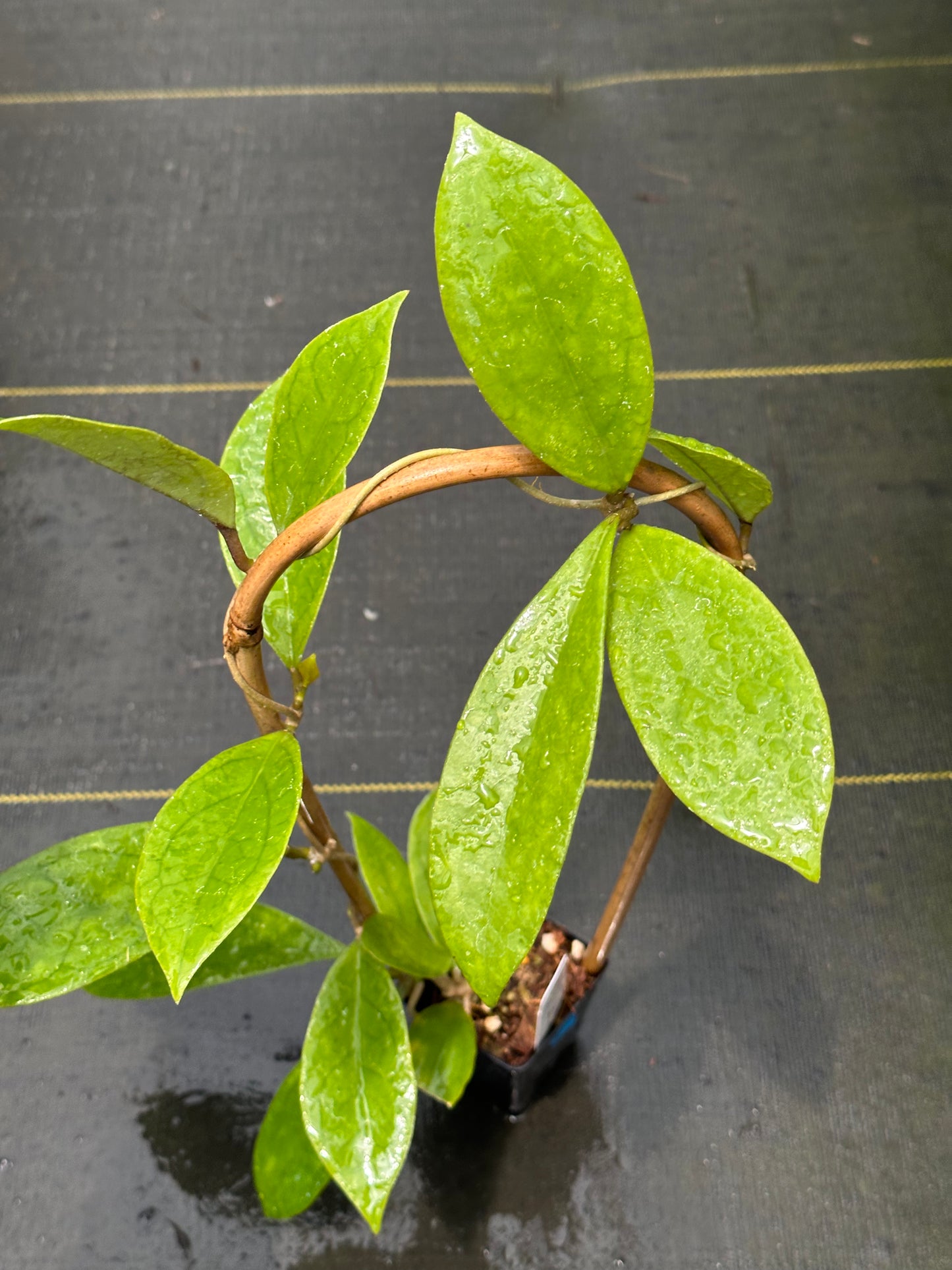 Hoya RHM 1021 - Trellised