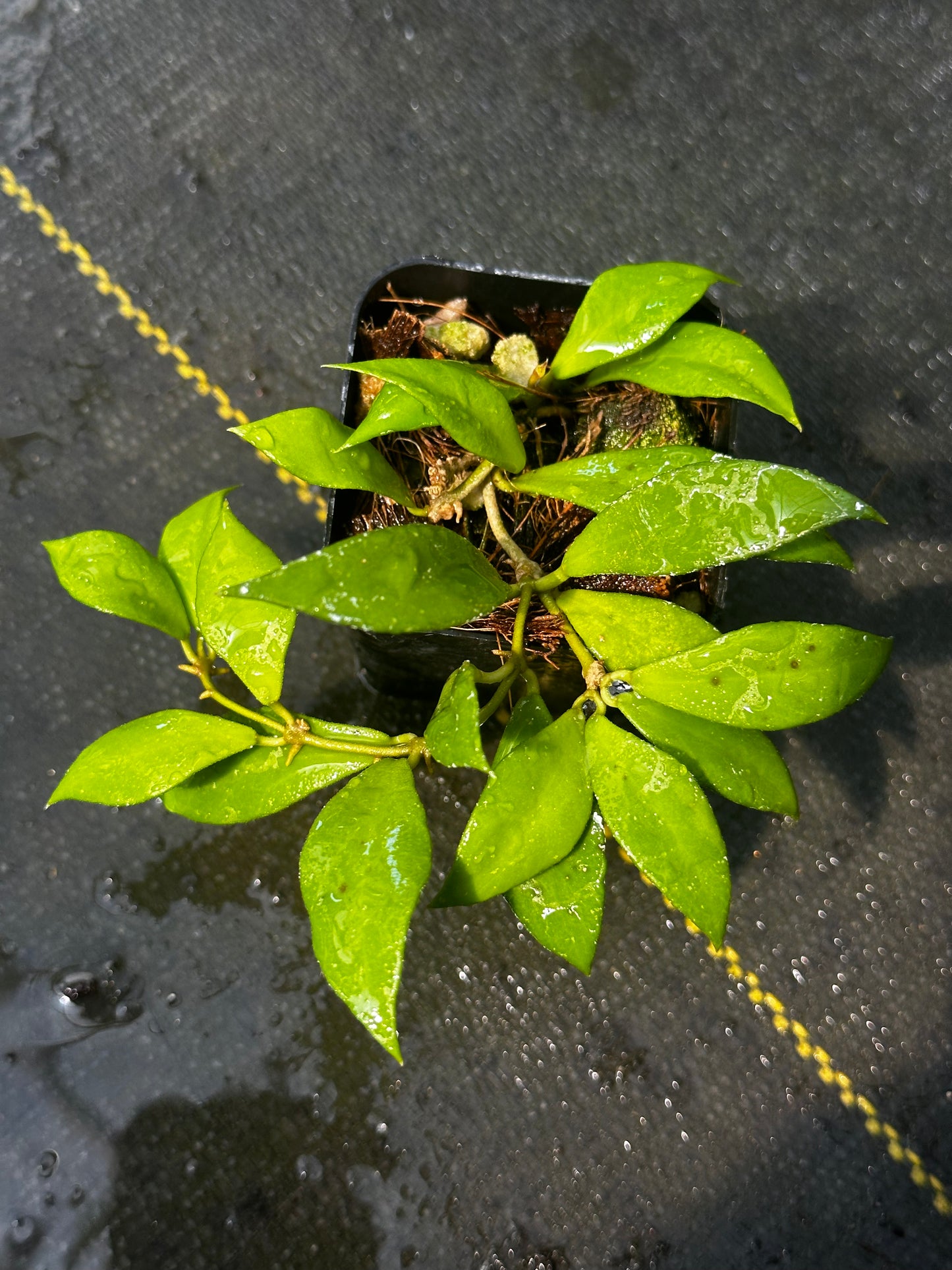 Hoya bakoensis