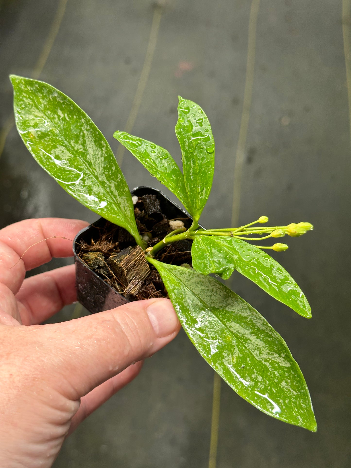 Hoya occultata (splash)