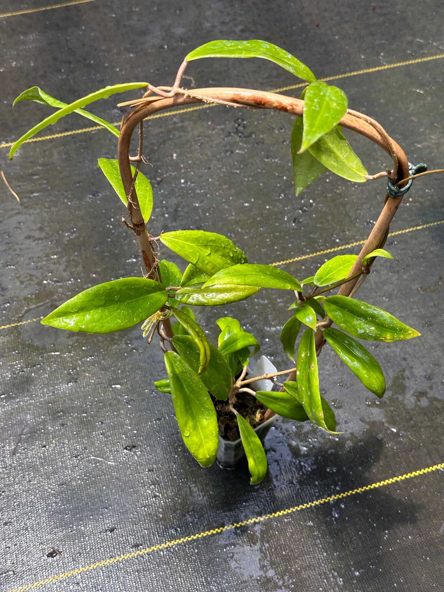 Hoya ilagorium (red) - Trellised