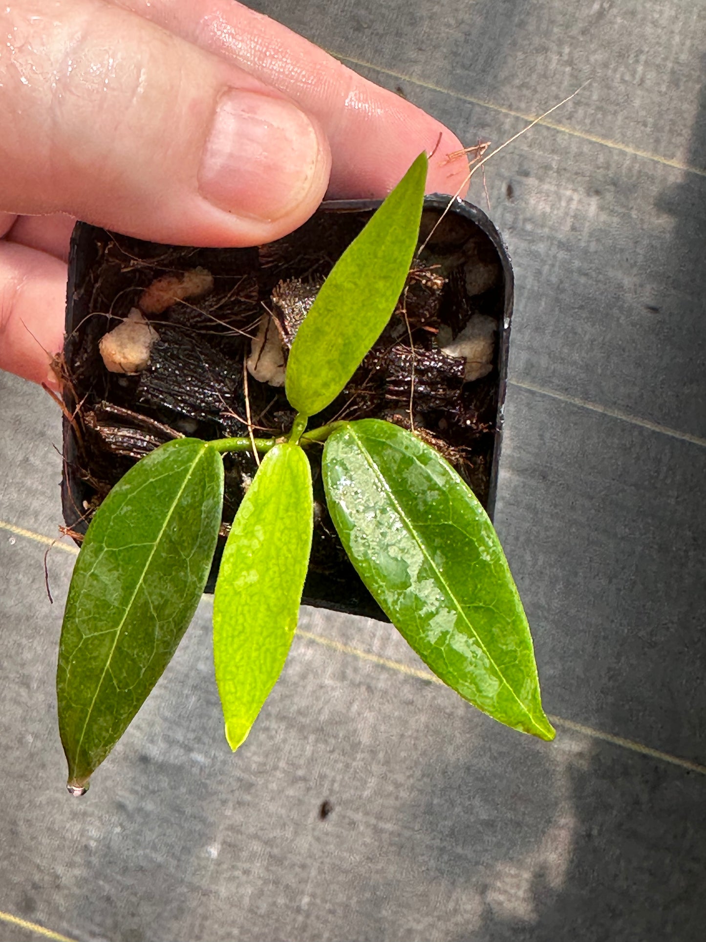 Hoya denisii