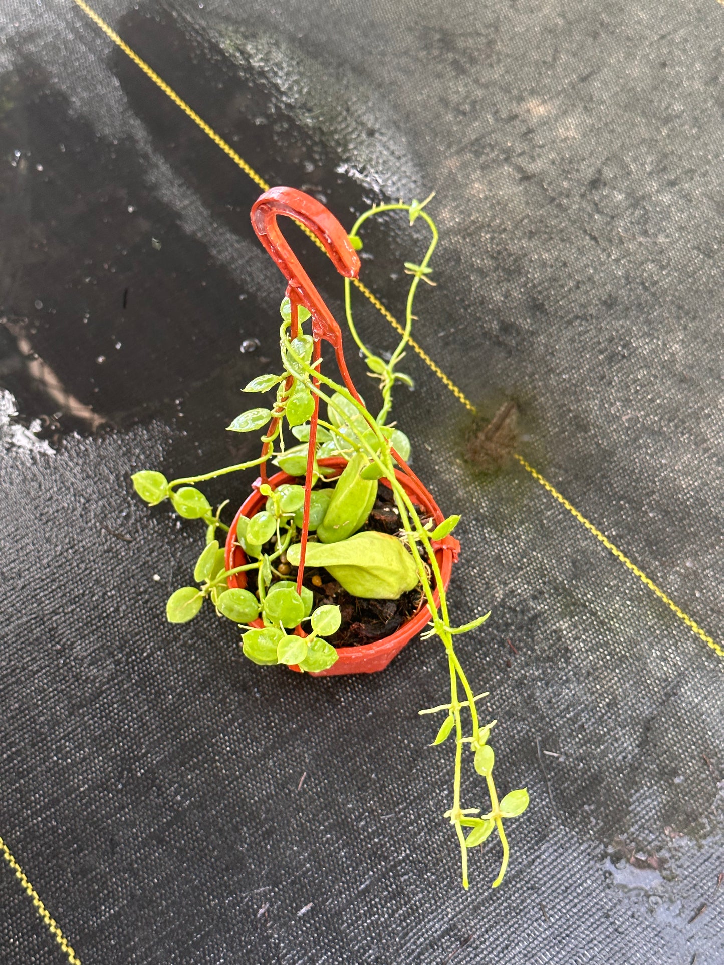 Dischidia major - Hanging Basket