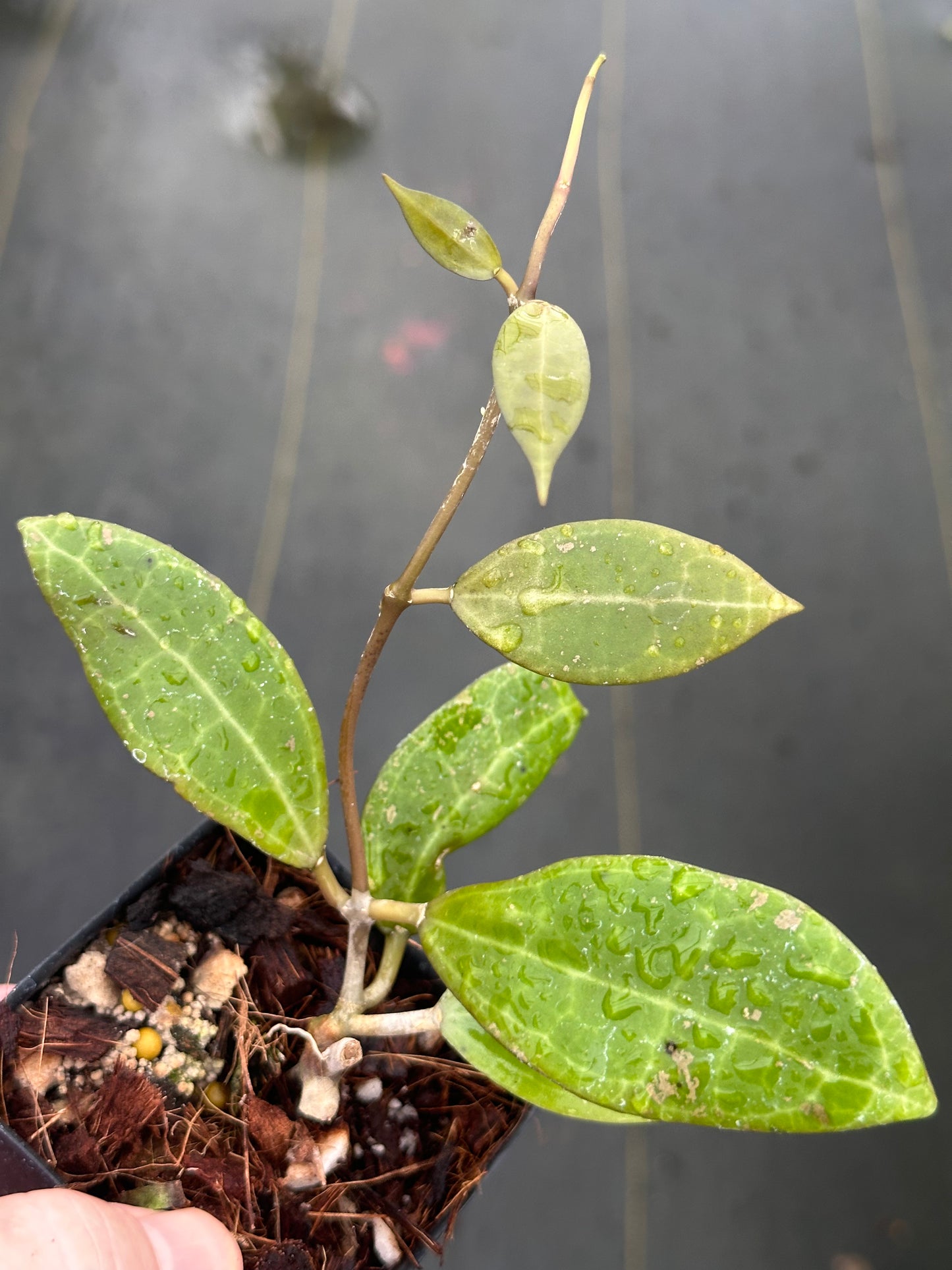 Hoya tomataensis