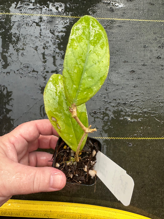 Hoya forbesii x deykaea