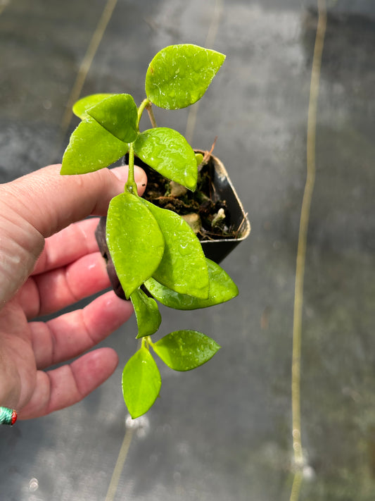 Hoya myrmecopa (purple)