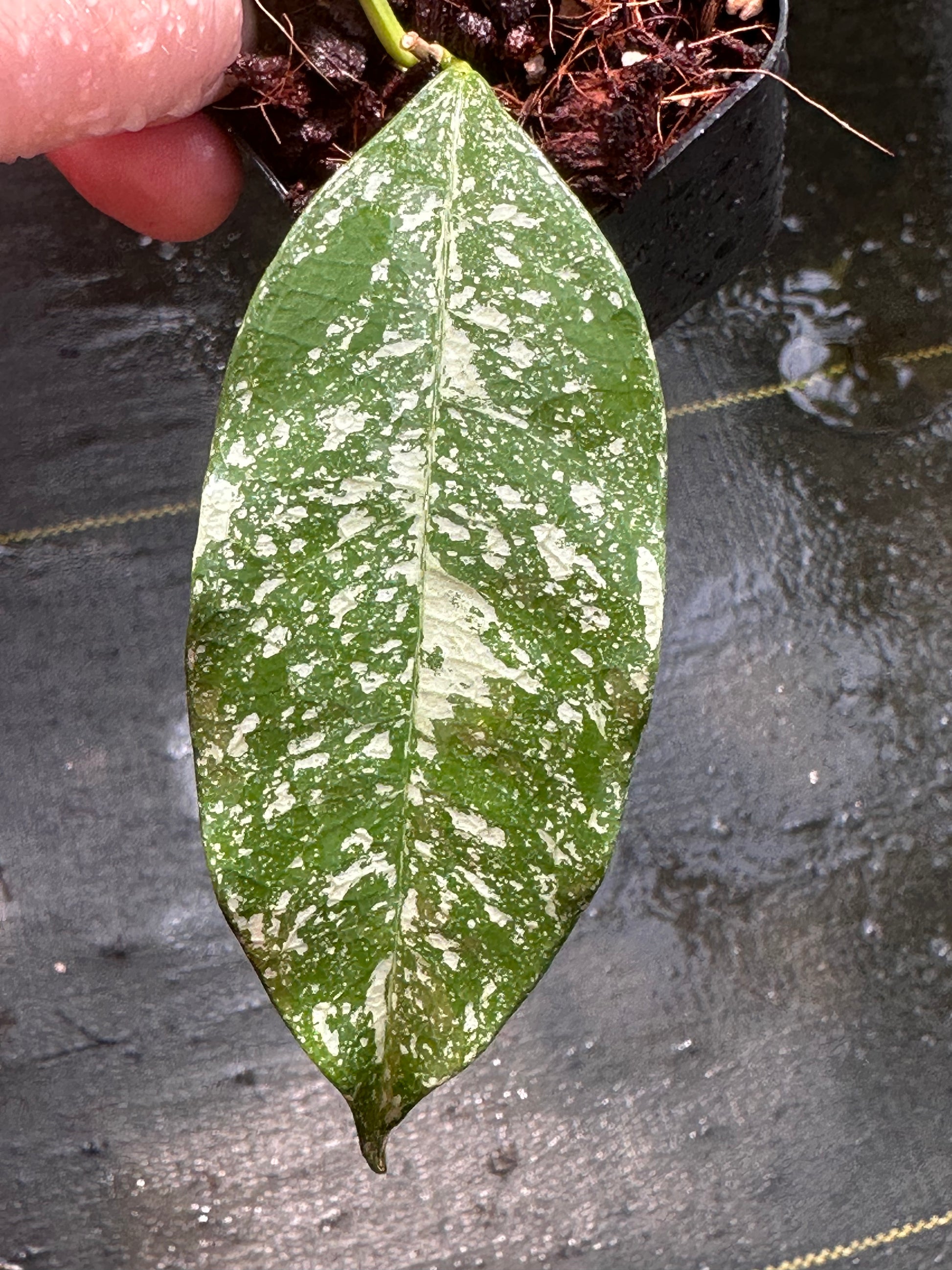 HOYA cystiantha splash 限定1 - 植物/観葉植物