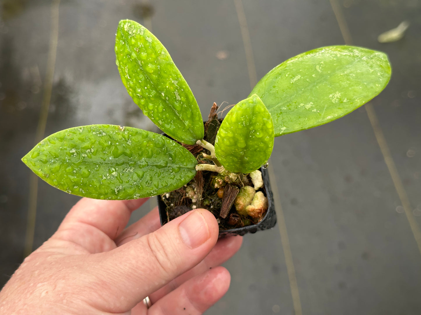 Hoya vitellina IML 1348