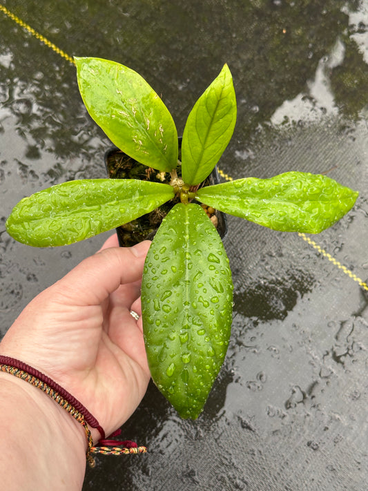 Hoya finlaysonii ‘Lalia’