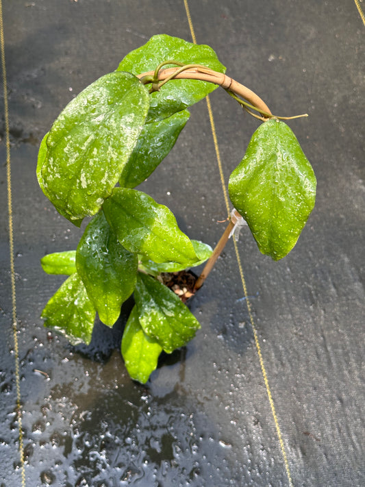 Hoya sp. Limbang (splash) - Trellised