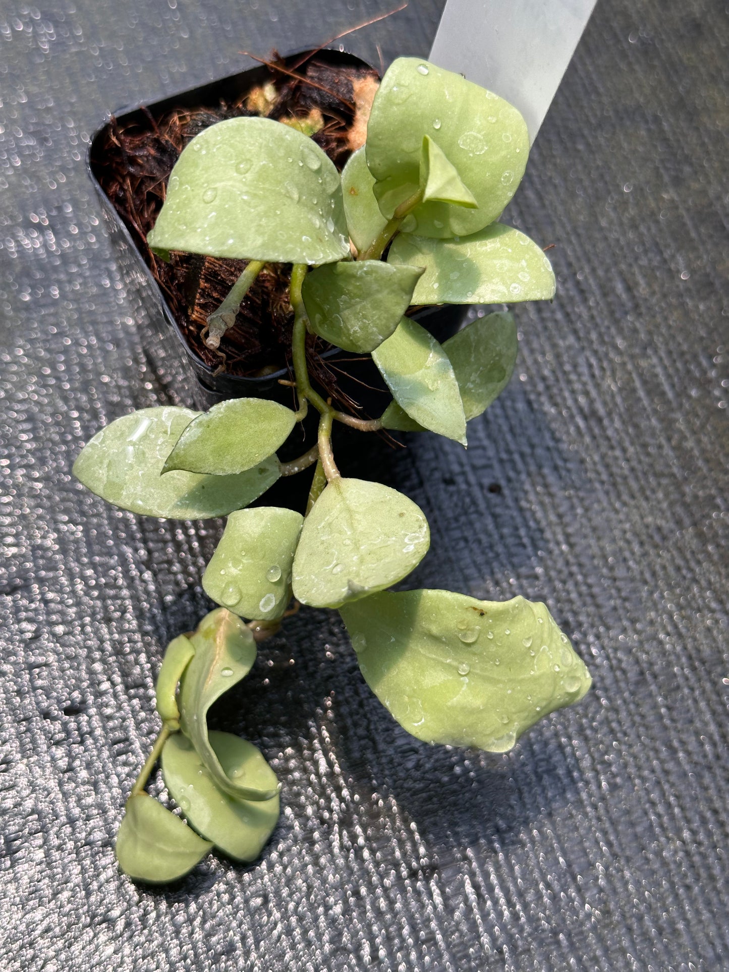 Hoya lacunosa ‘Silver Full Moon’