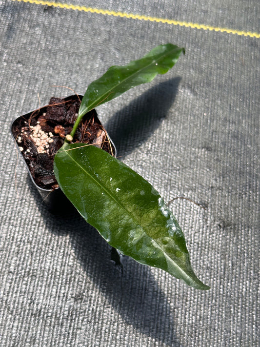 Hoya lockii (yellow)