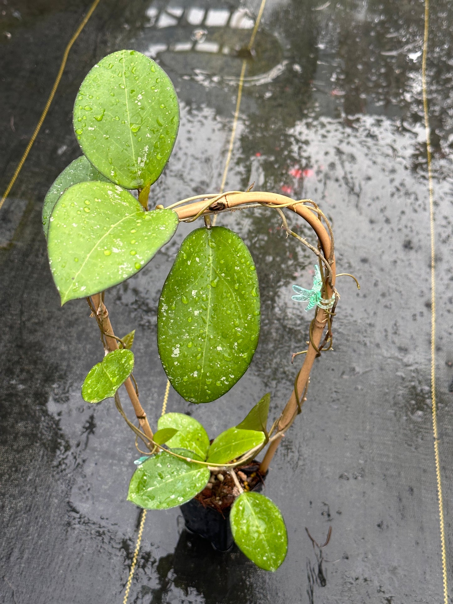 Hoya verticillata (dark margin) - Trellised