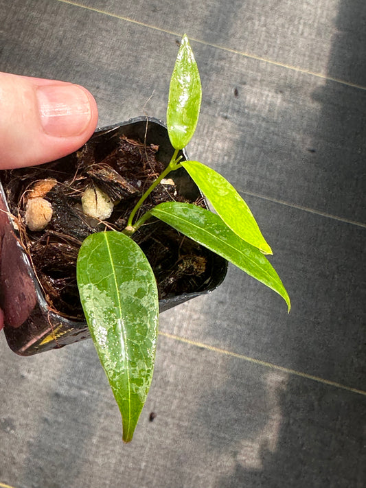 Hoya denisii