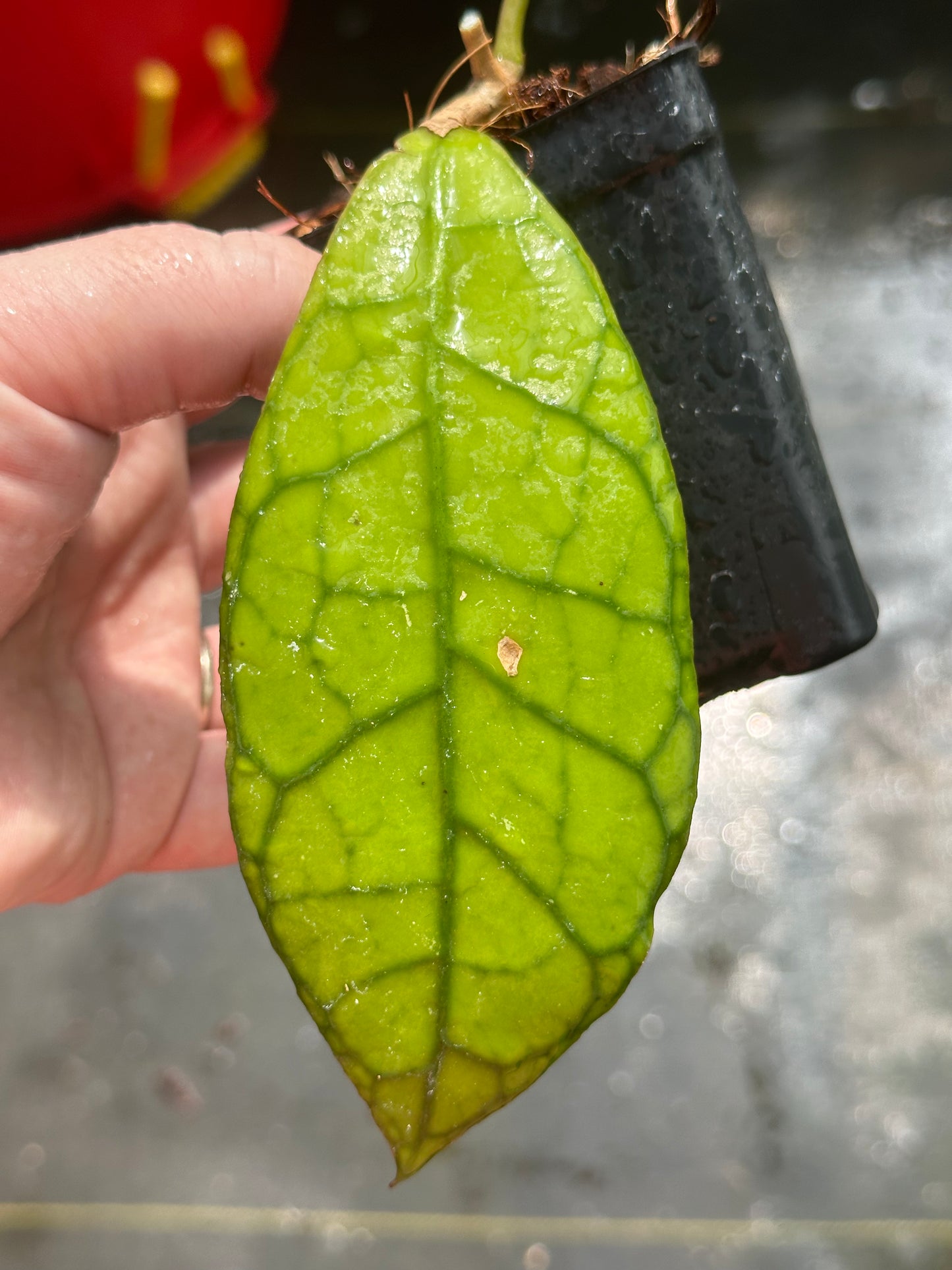 Hoya clemensiorum
