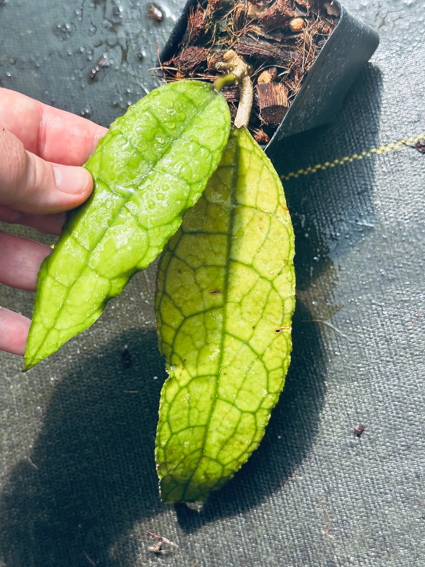 Hoya clemensiorum (wavy edge)