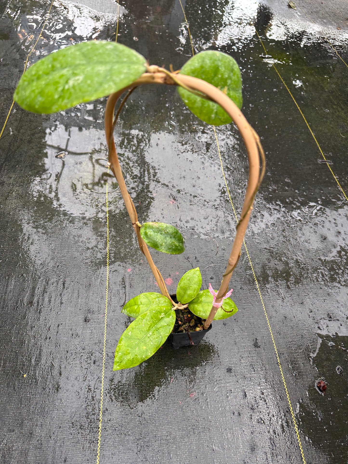 Hoya sp. Kalsel