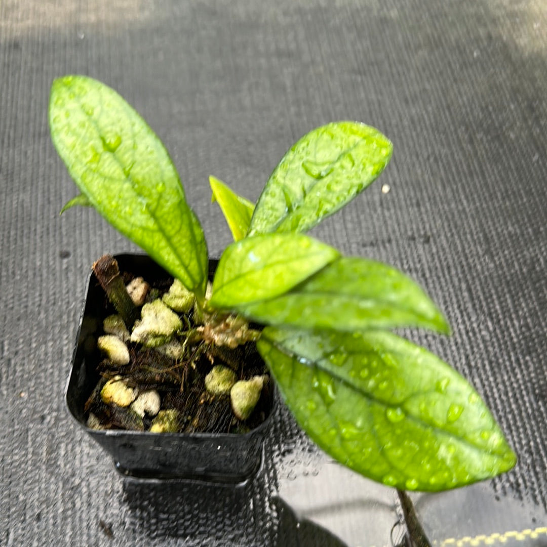 Hoya crassipetiolata