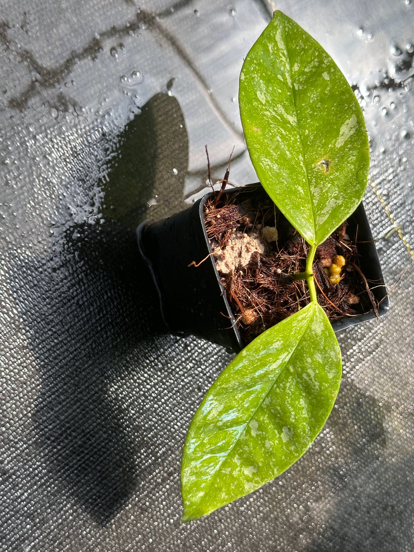 Hoya coriacea (splash)