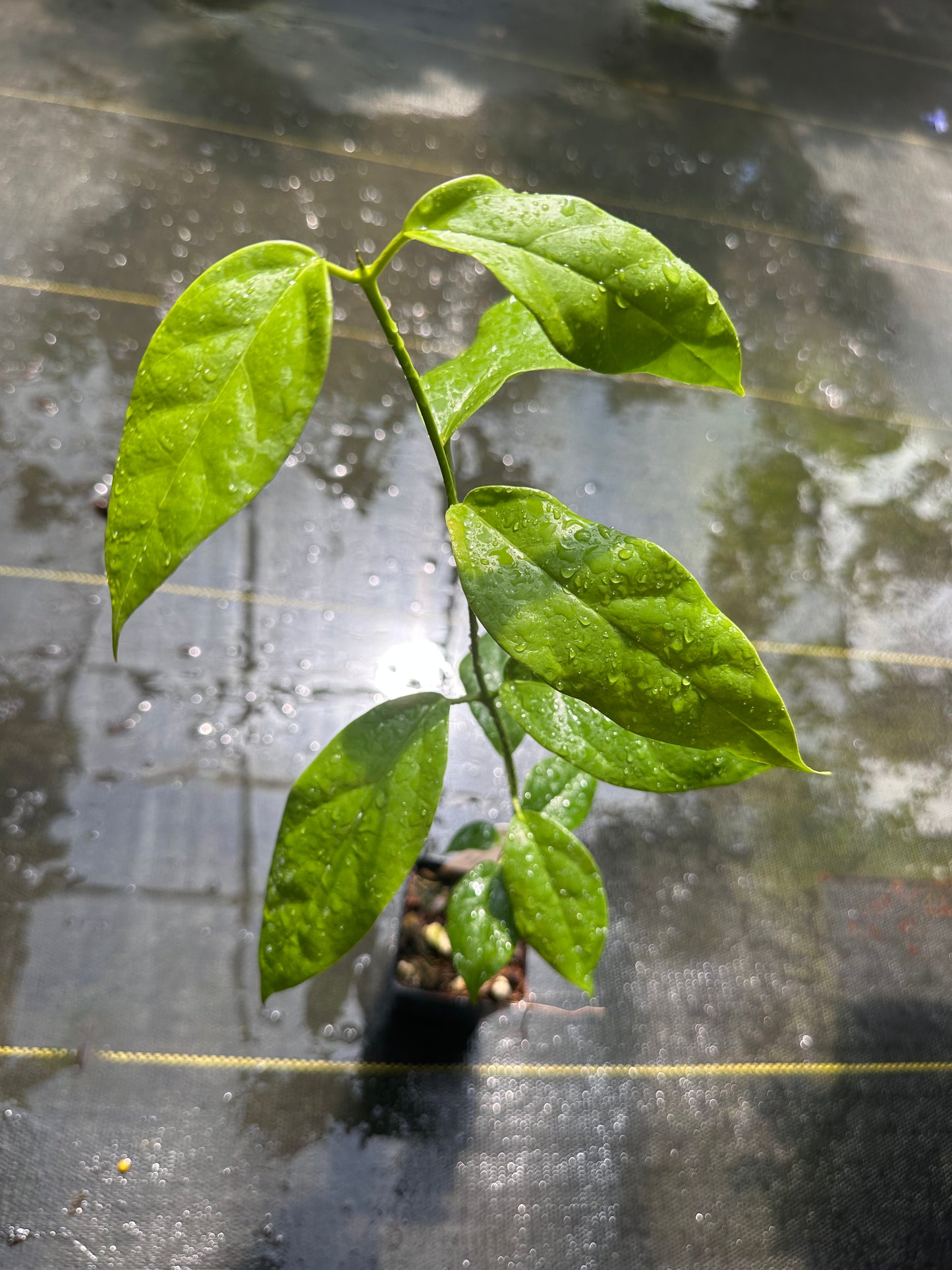 Hoya coriacea