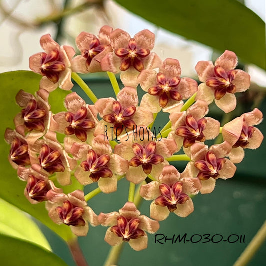 Hoya RHM 030-11