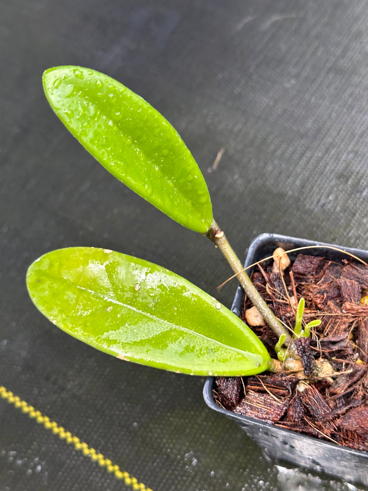 Hoya revolubilis