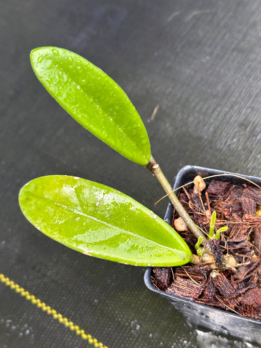 Hoya revolubilis