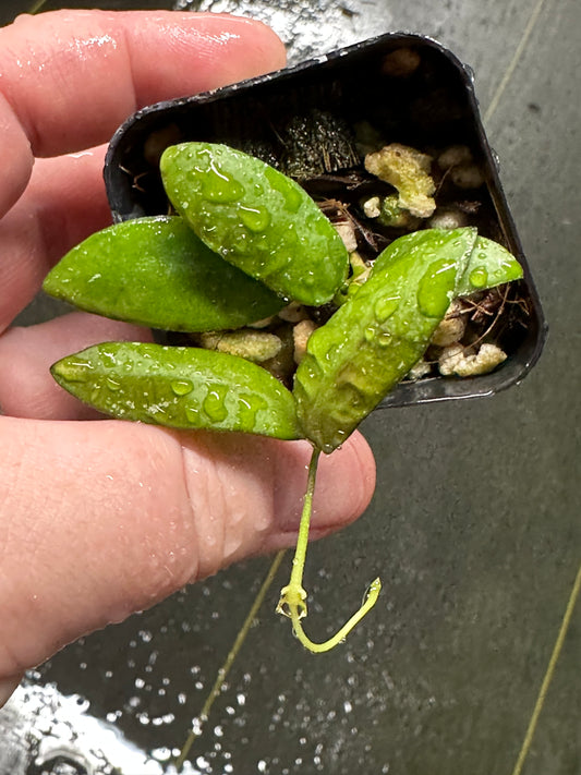 Hoya sigillatis Aceh