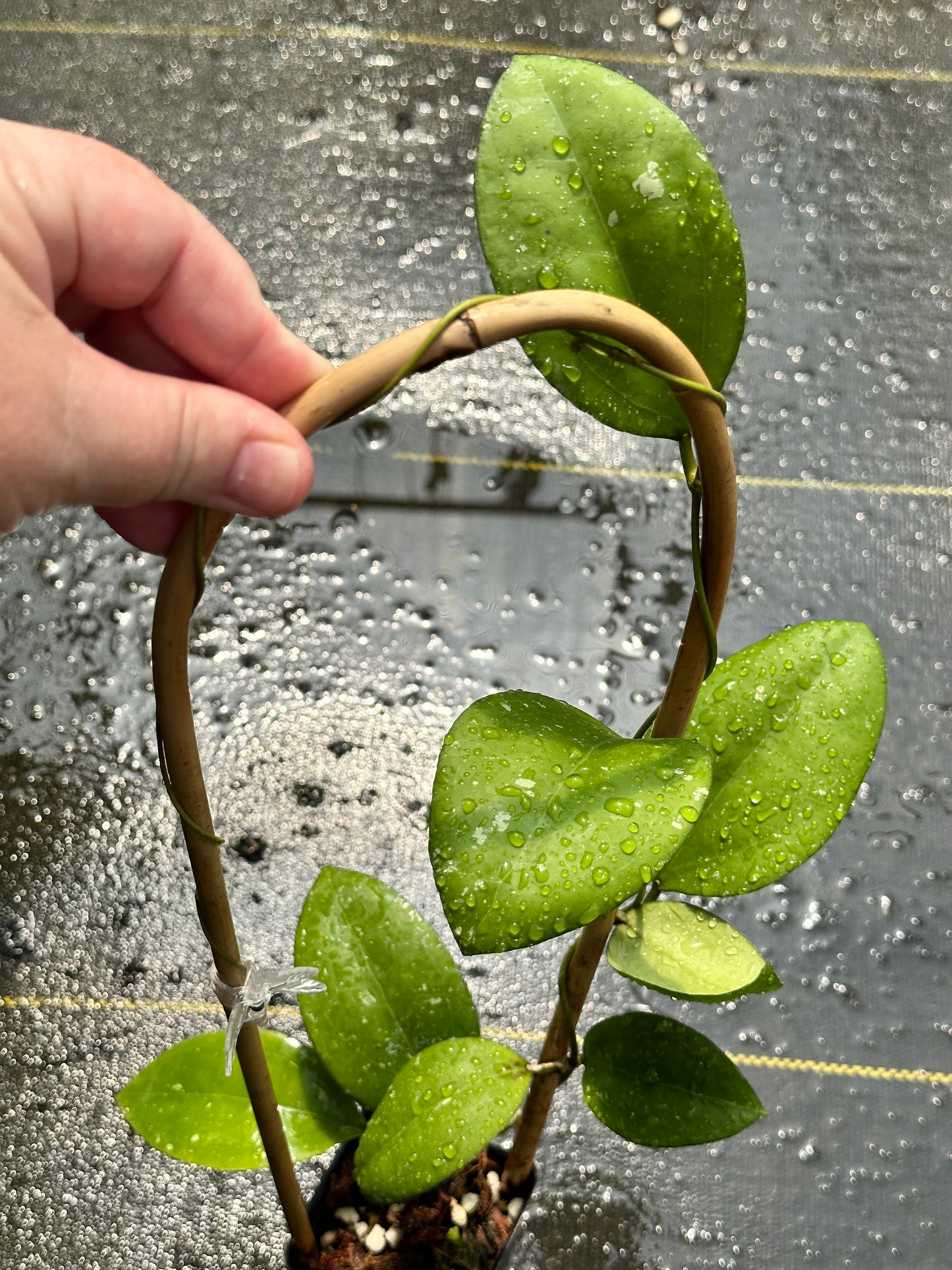 Hoya ‘Tomaz’ - Trellised