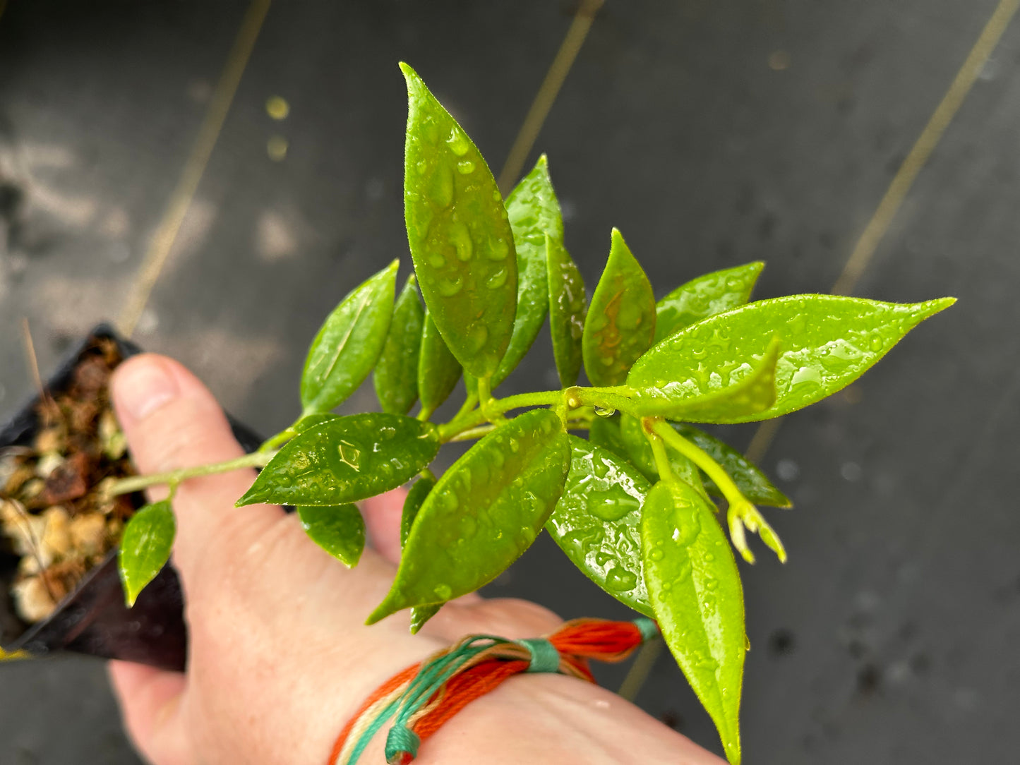 Hoya australis ssp. rupicola