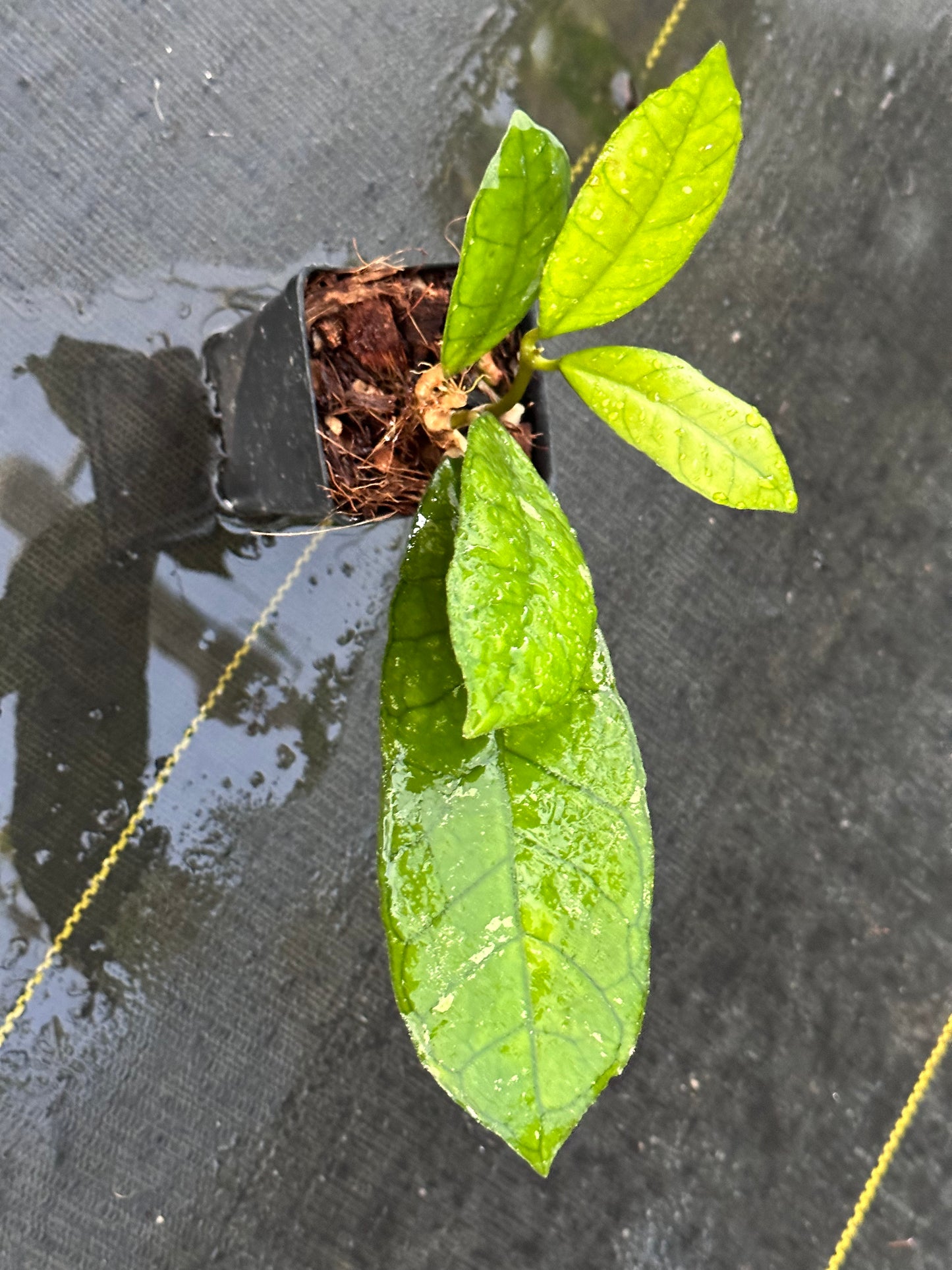 Hoya finlaysonii ‘Orabella’