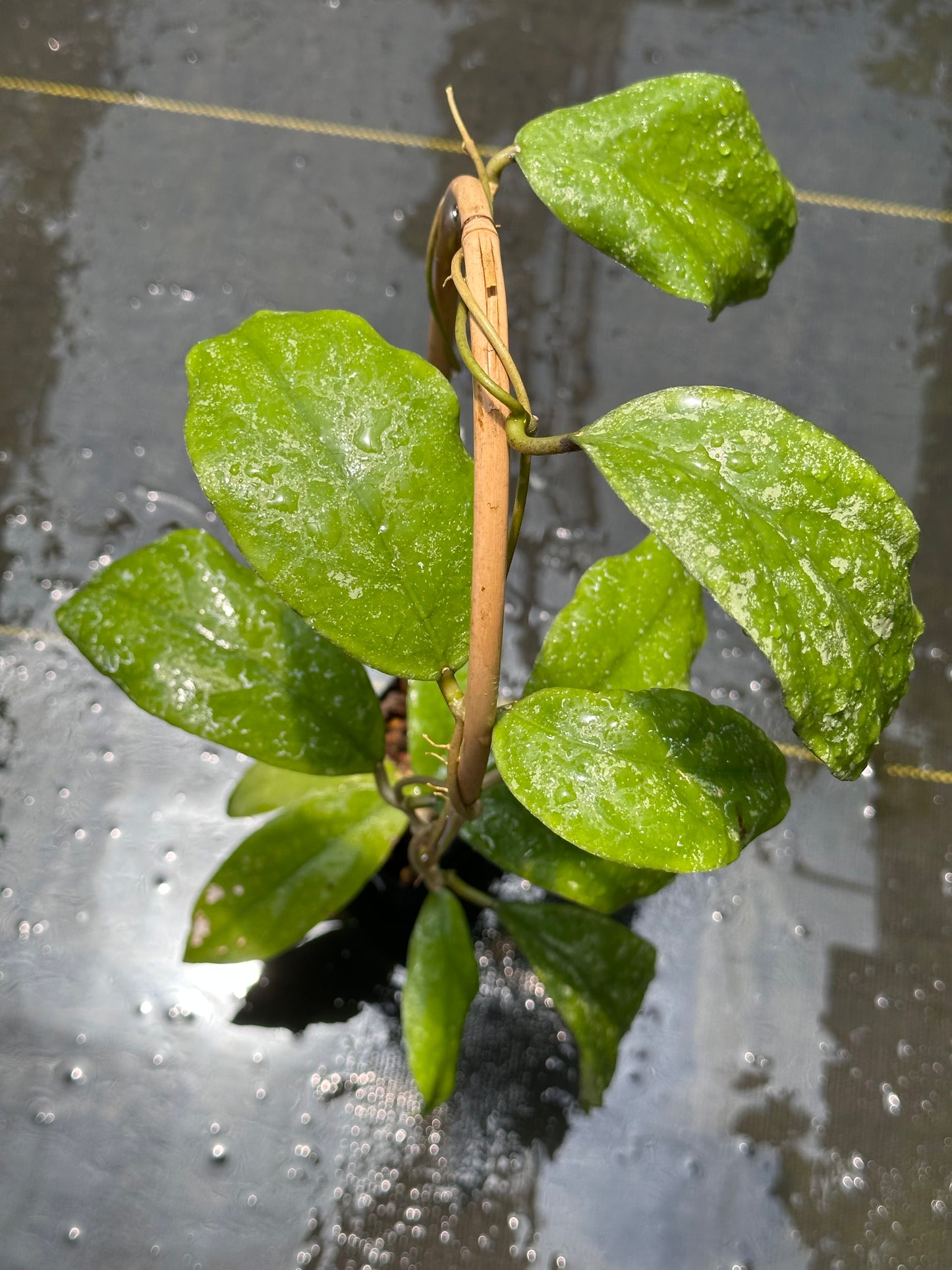 Hoya sp. Limbang (splash) - Trellised