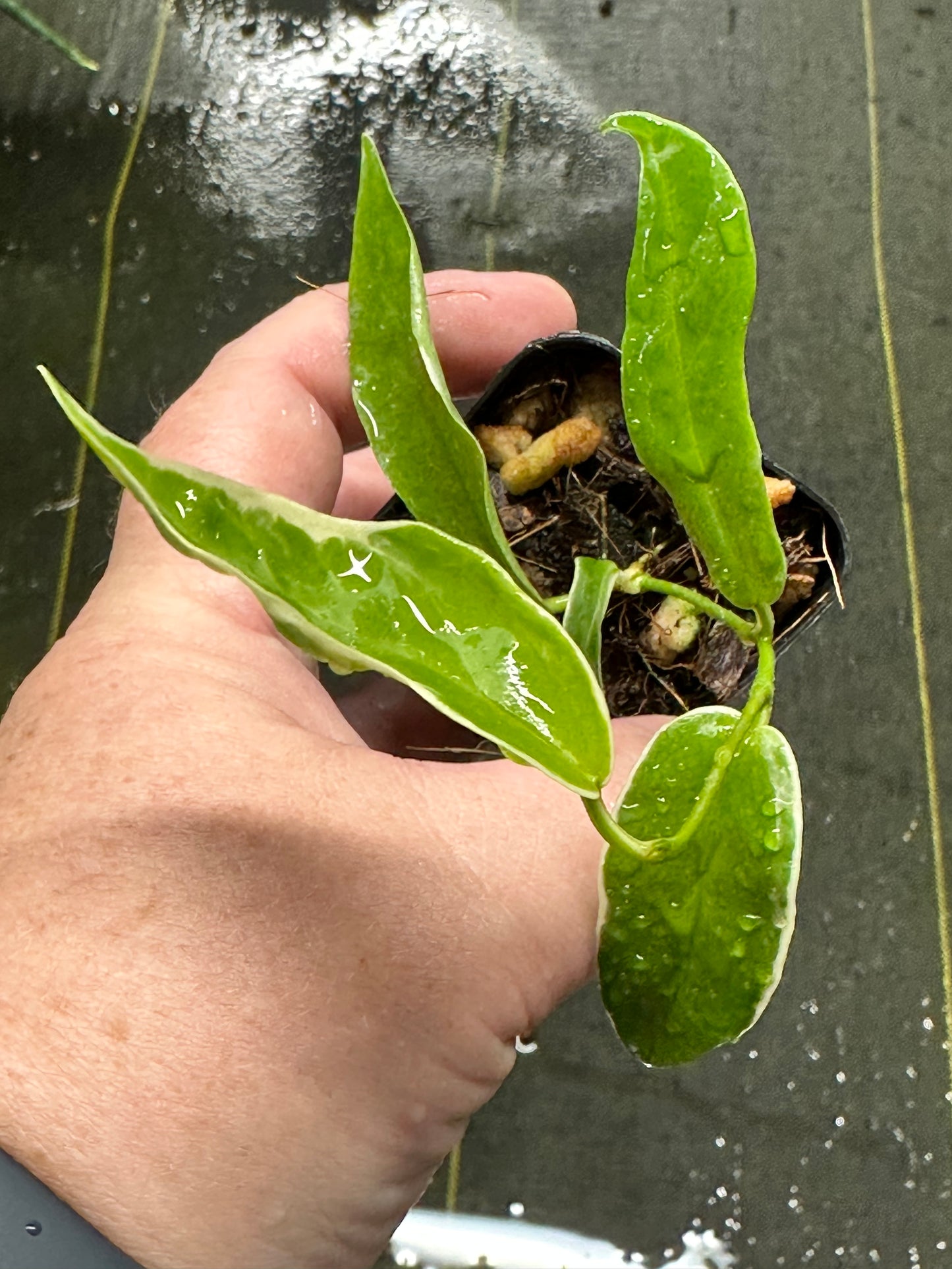 Hoya kenejiana (outer variegated)