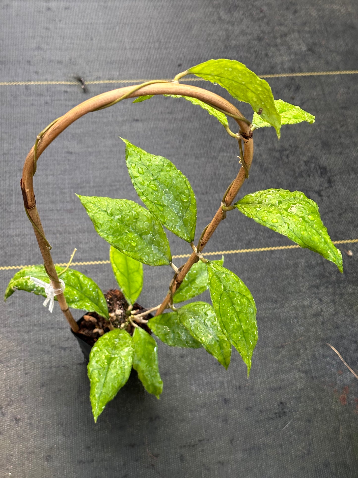 Hoya finlaysonii ‘Esta’- Trellised