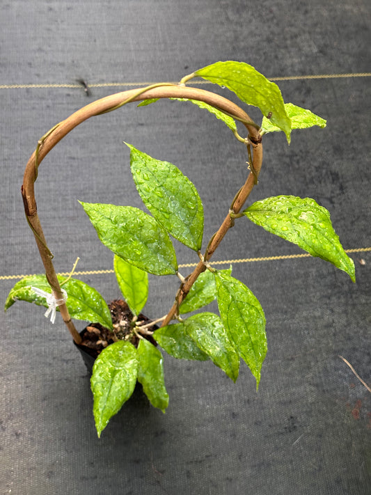 Hoya finlaysonii ‘Esta’- Trellised