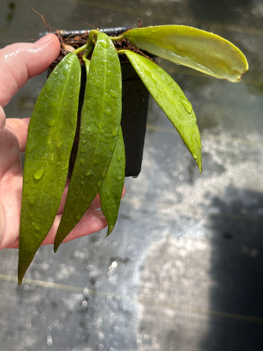 Hoya chlorantha var. tutuilensis